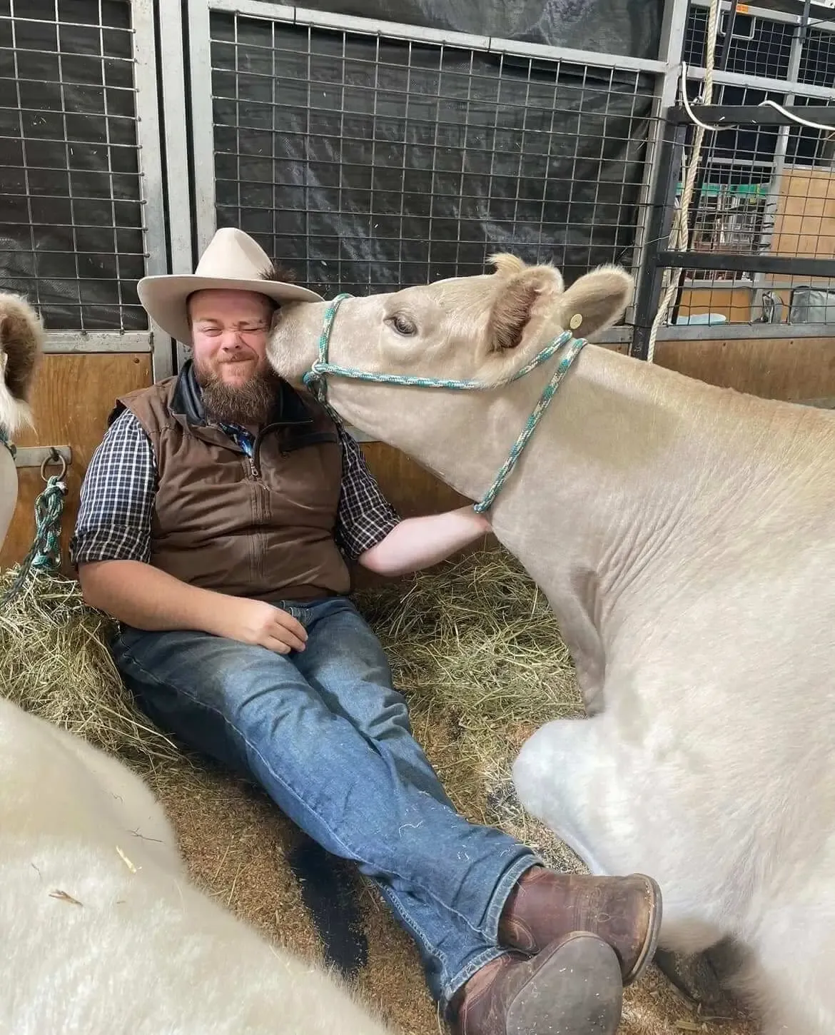 Daniel Ferguson with one of the Ferguson Livestock Murray Grey cattle