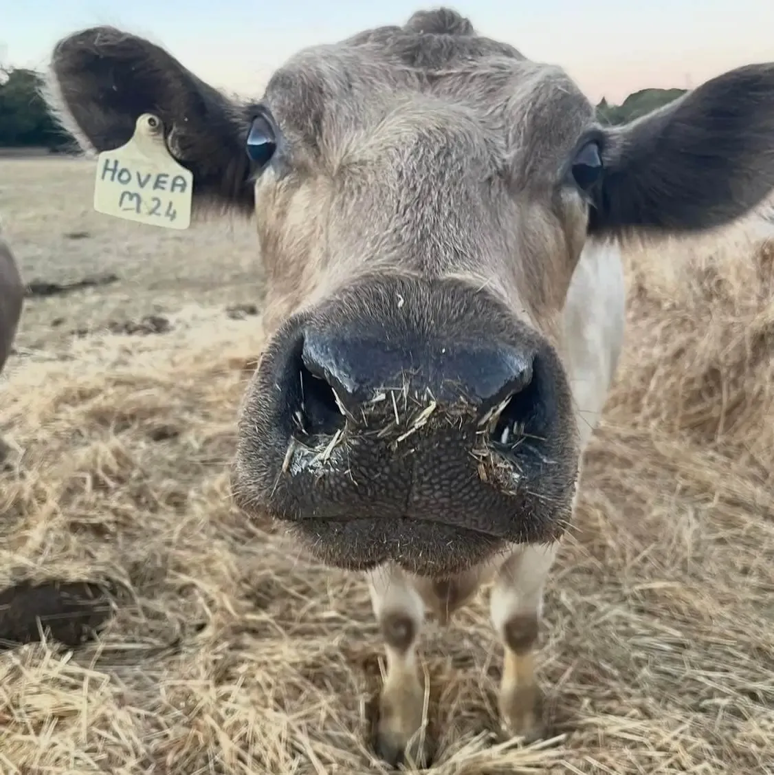 One of the Ferguson Livestock Murray Grey cattle